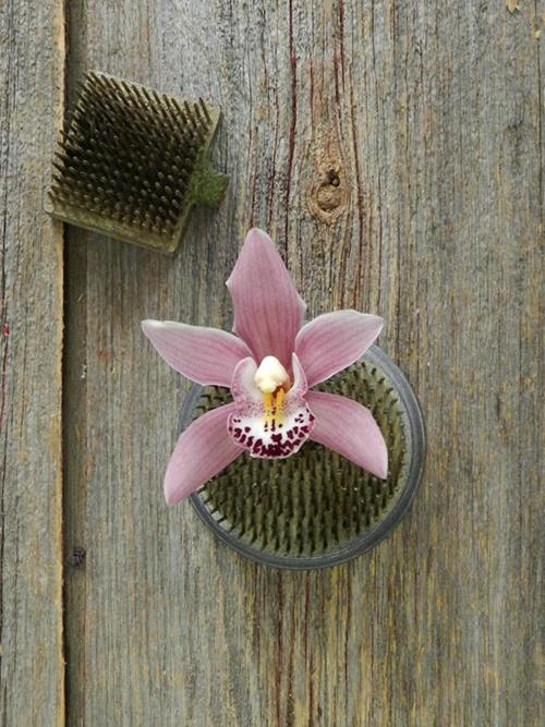 PINK MINI CYMBIDIUMS